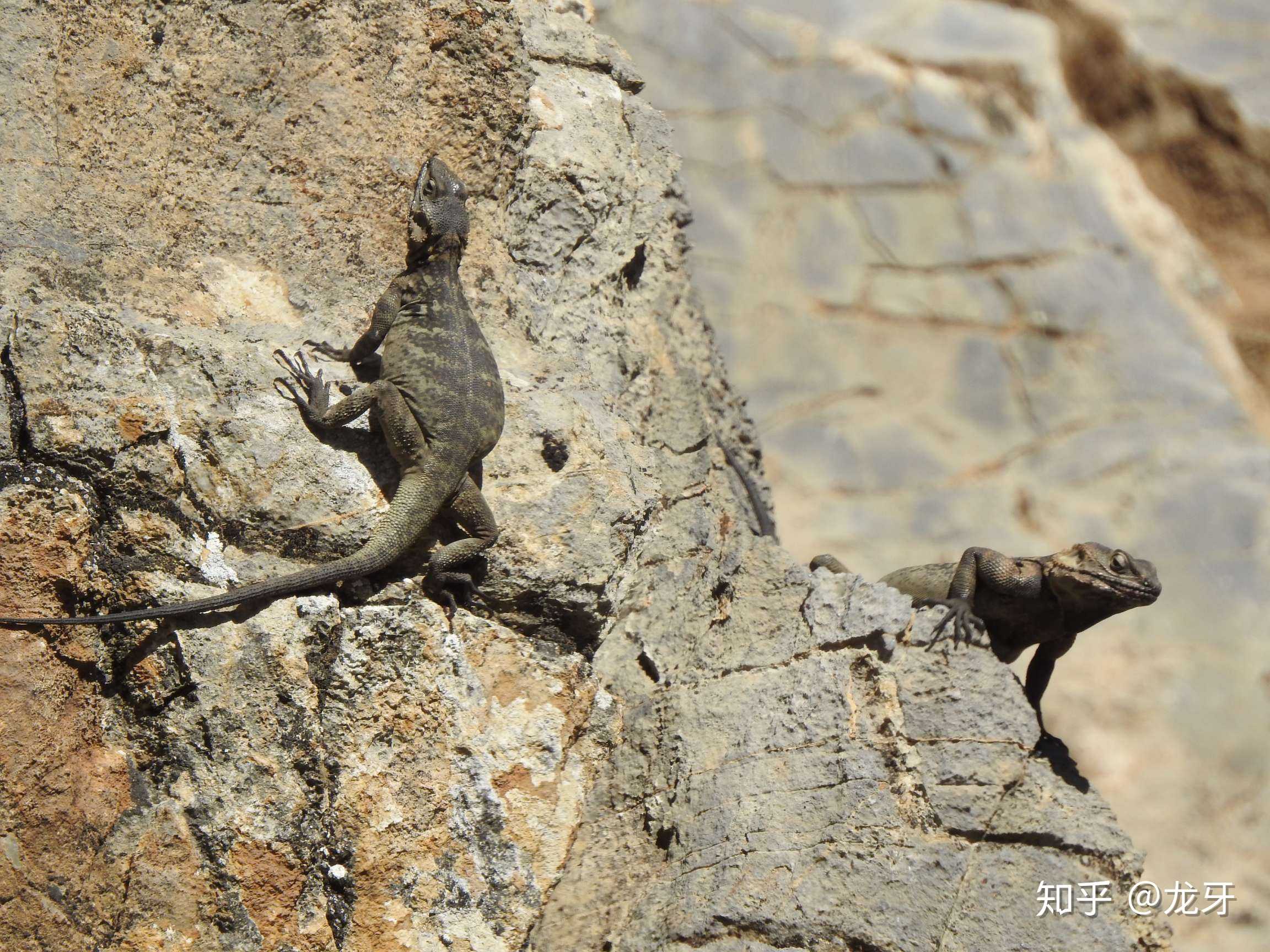 岩蜥1:快看天上有一只老鹰耶!
