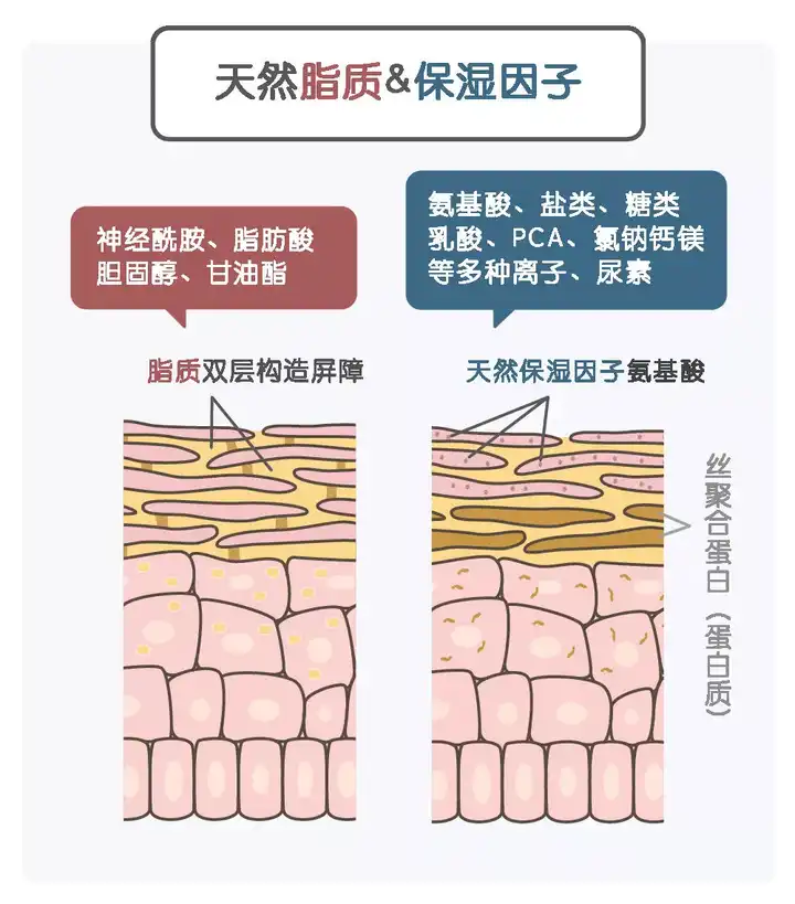 如何有效地补水保湿 知乎