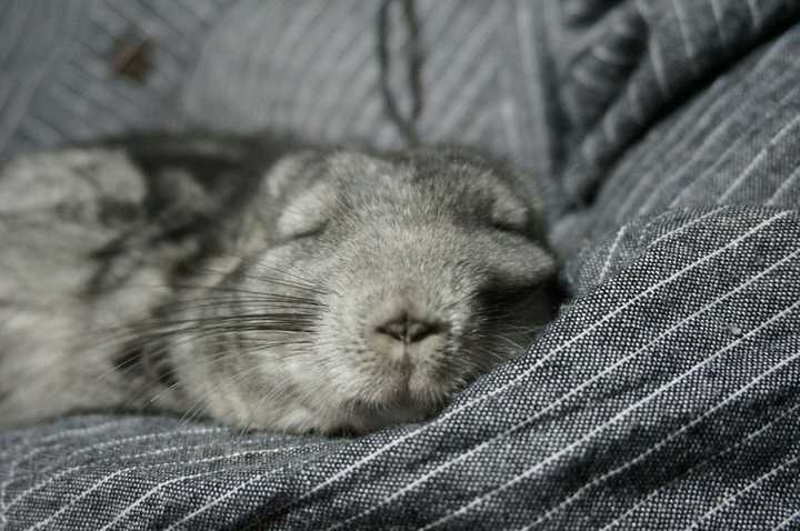 抱着龙猫睡觉是怎样的体验?