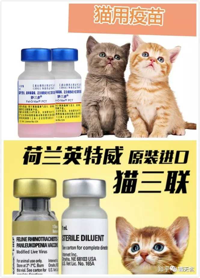 请问猫鼻支的症状及诱发原因 还有鼻支跟感冒有什么区别 知乎