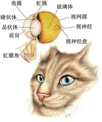 猫是否存在应激反应？ - 知乎