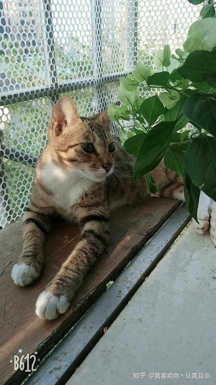 养一只狸花加白猫是什么体验?