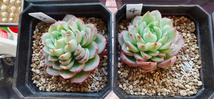现在淘宝上多肉植物的补光灯靠谱吗 知乎 现在淘宝上多肉植物的补光灯靠谱吗 知乎