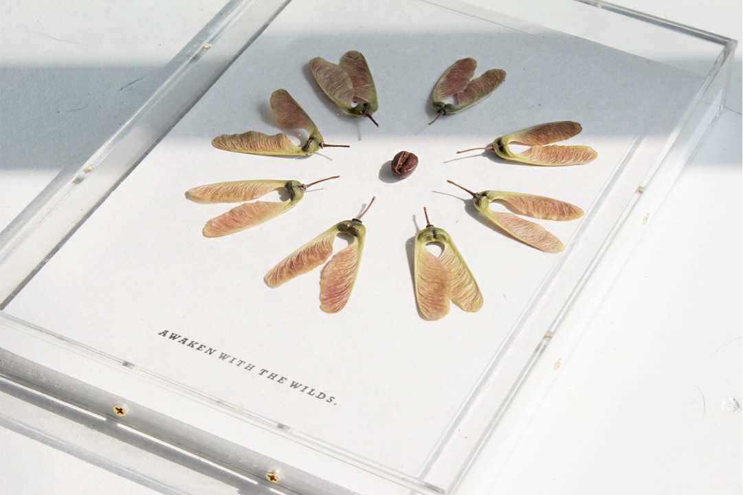 立体标本第二波,香料主题～咖啡豆花椒八角,可以买买买啦