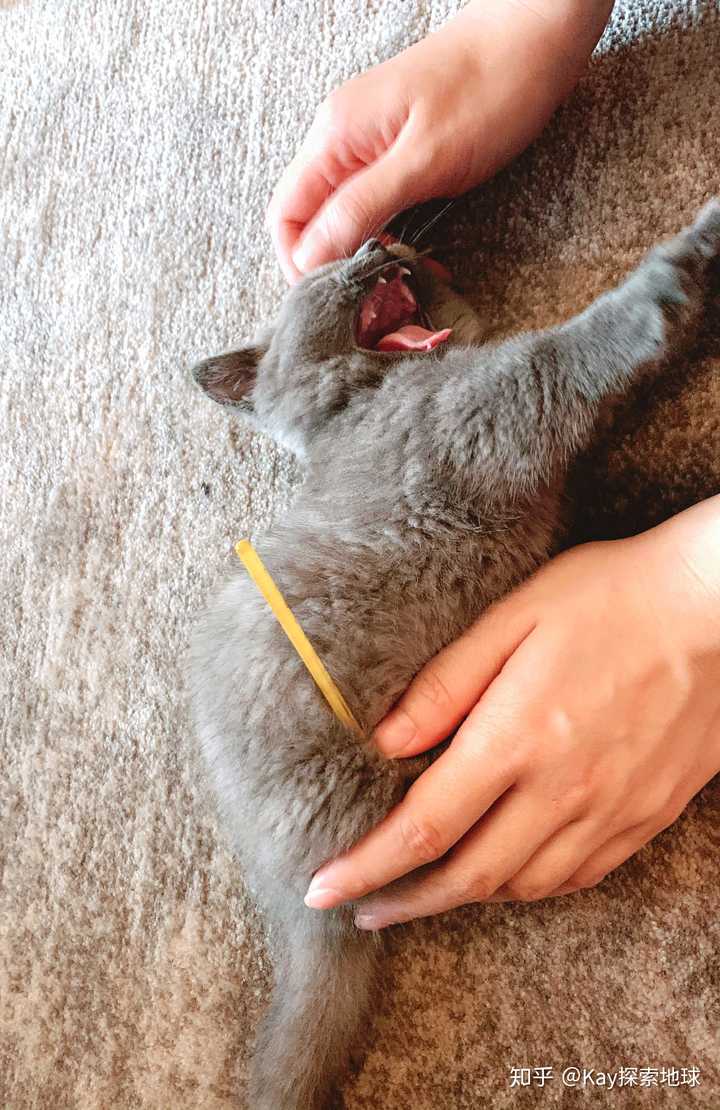 猫舍里一直没卖掉的猫会怎么处理 Kay今天不上班的回答 知乎 猫舍里一直没卖掉的猫会怎么处理 Kay今天不上班的回答 知乎