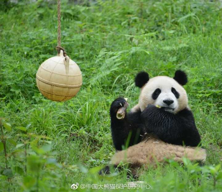 大熊猫的脾气怎么样 知乎