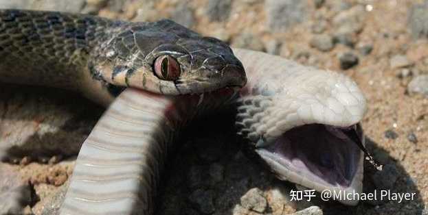 用蛇毒毒毒蛇 毒蛇会不会被蛇毒毒死 知乎 用蛇毒毒毒蛇 毒蛇会不会被蛇毒毒死 知乎