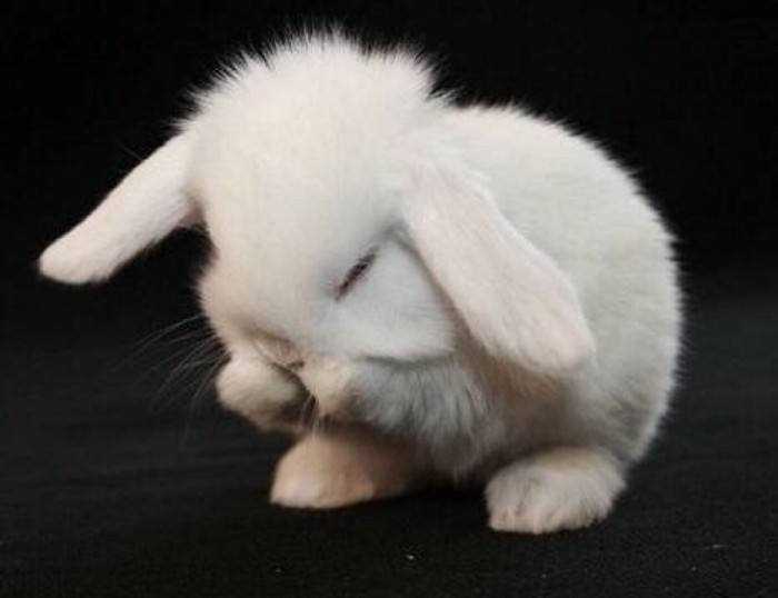 本草纲目中有哪些奇怪的中药,比如上吊的绳子之类?