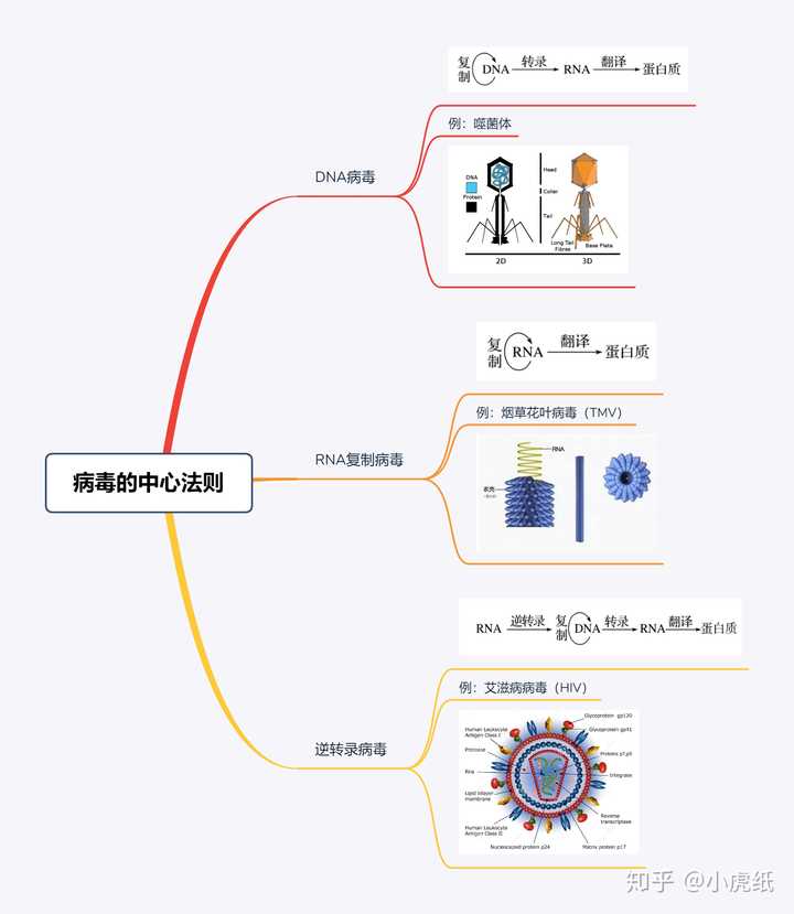 RNA病毒的类型