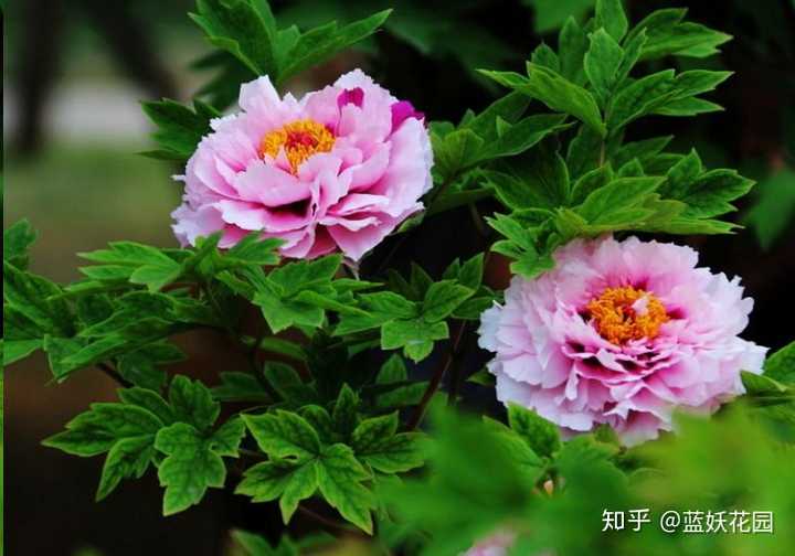 如何分辨牡丹和芍药 知乎