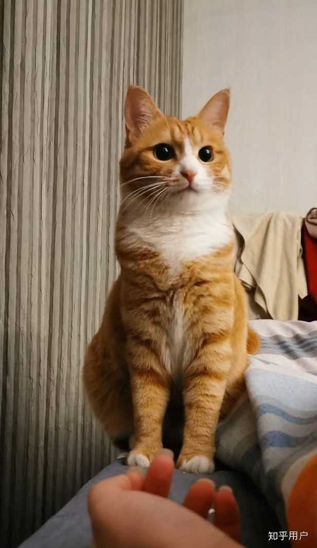橘猫好养吗？ - 知乎