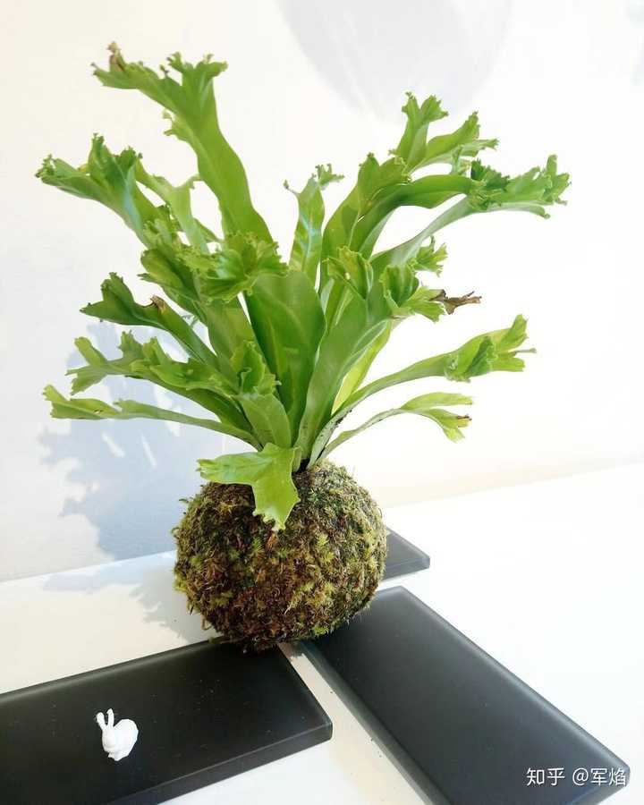莱斯利鸟巢蕨 asplenium nidus 'leslie'