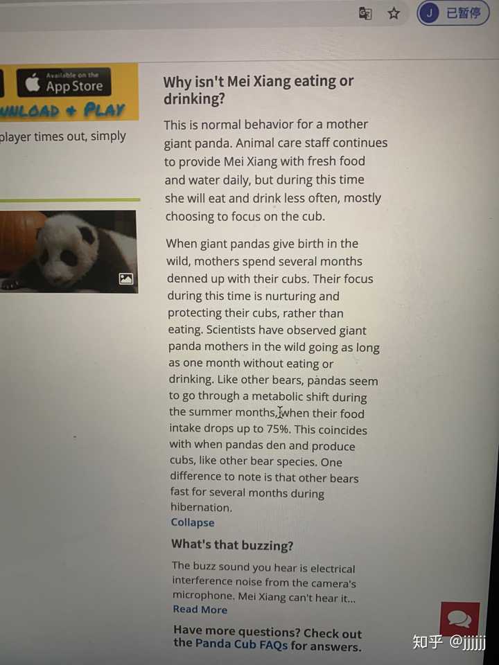 续签3 年 旅美大熊猫 美香 的真实现状如何 为什么不让 美香 回家 知乎