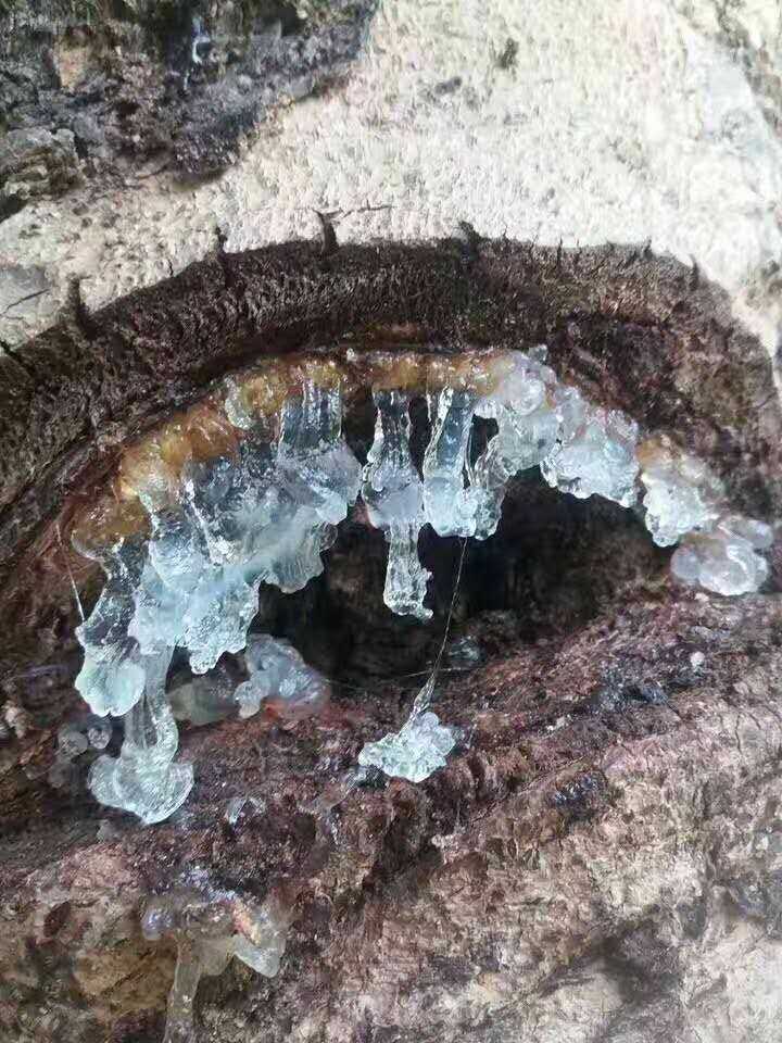 先说,我们大概从市场上可以接触到那几个产地的雪燕