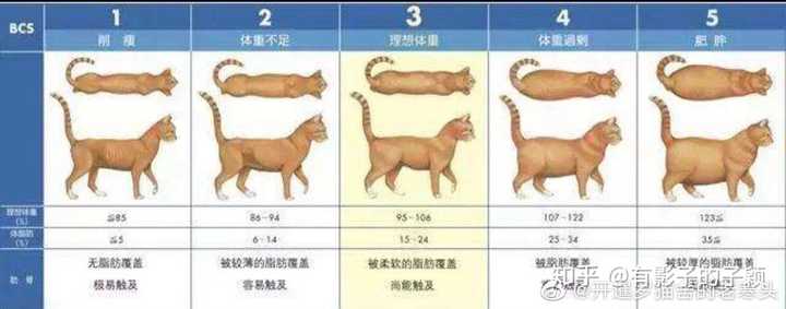 田园母猫体重参考表图片