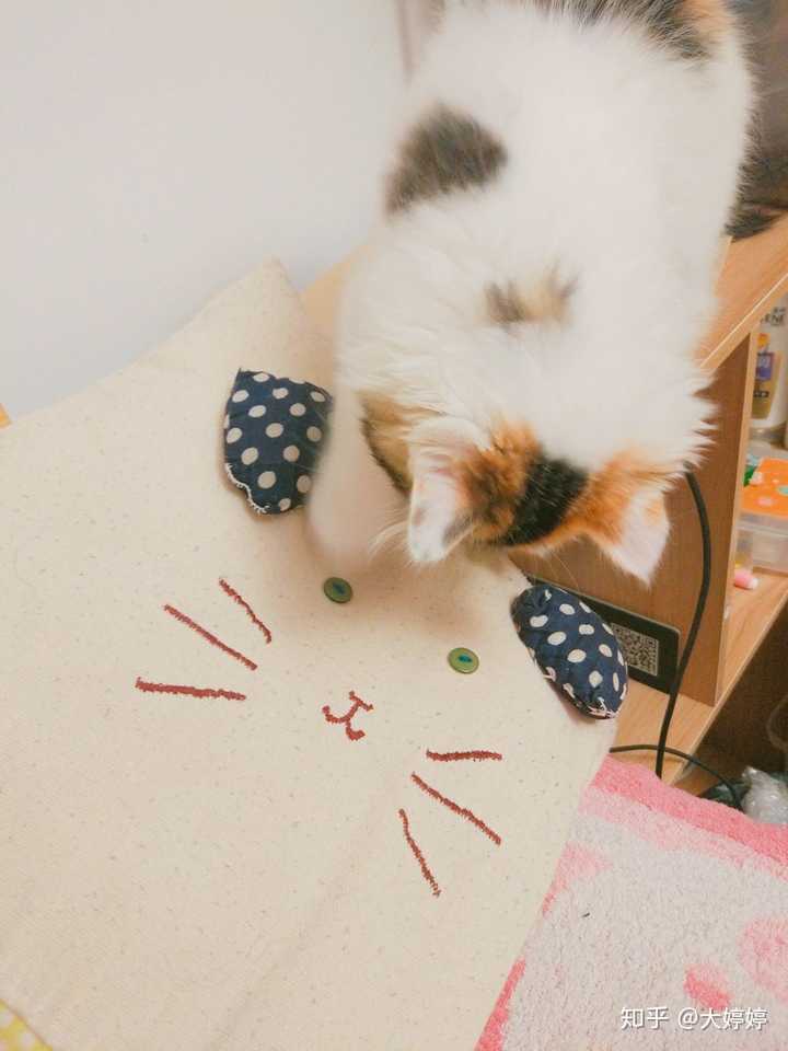 男朋友特喜欢养猫 而我极其厌恶养猫 受不了猫屎 猫毛 以及破坏力 应该怎么办 知乎