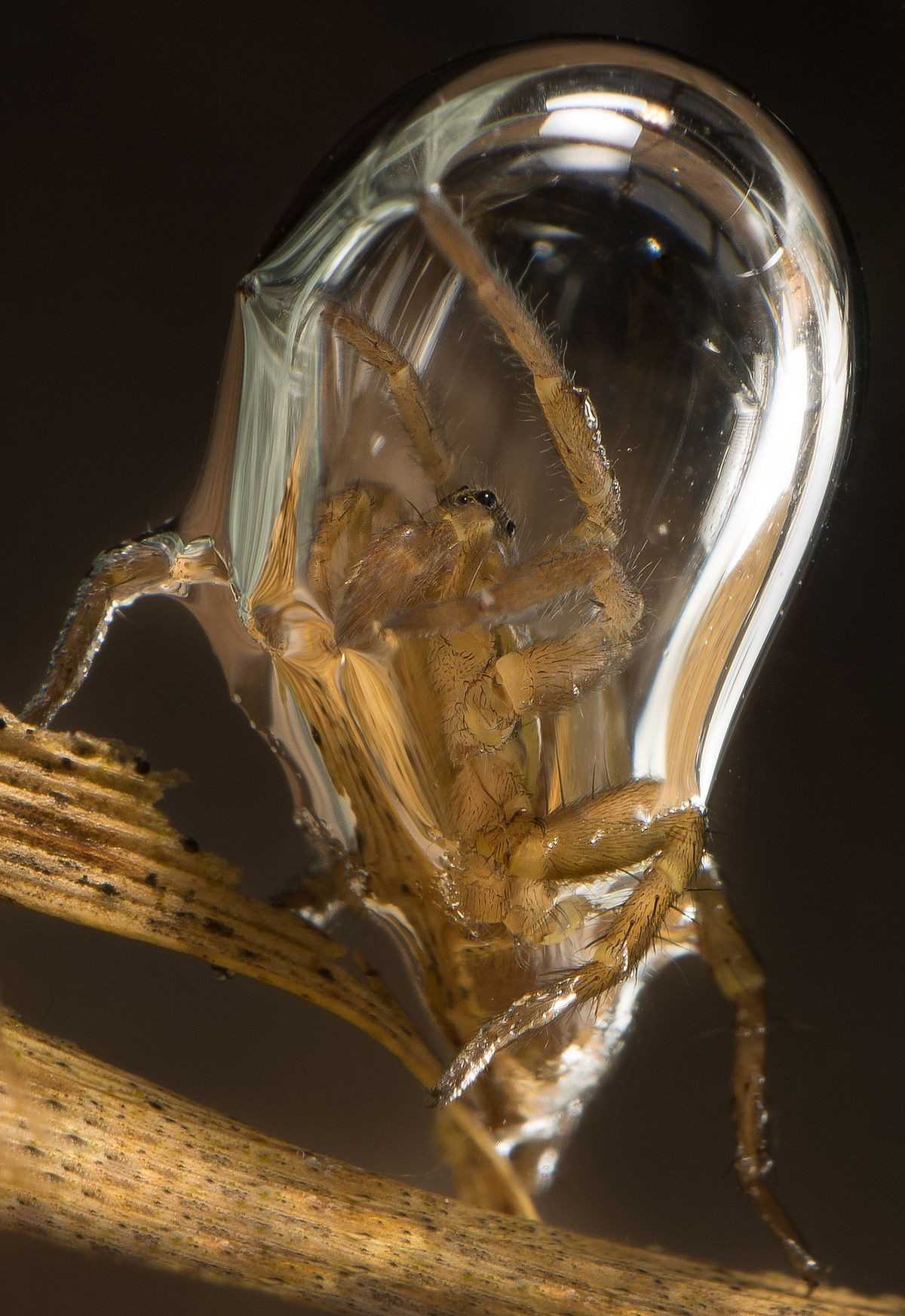 凑近了看潜水钟蜘蛛argyroneta aquatica