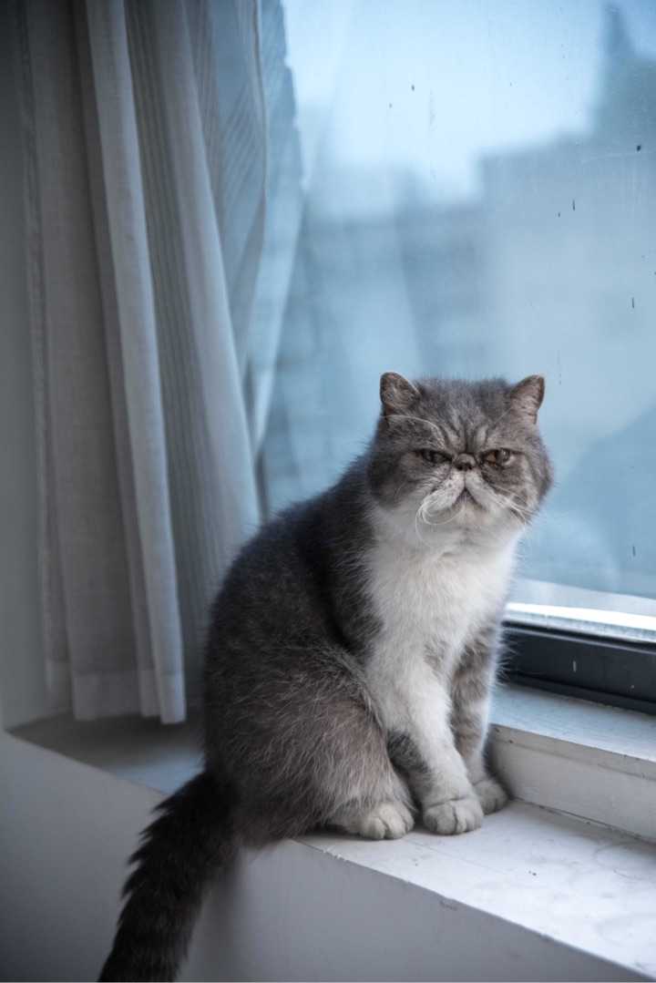 养一只蠢猫是什么体验?