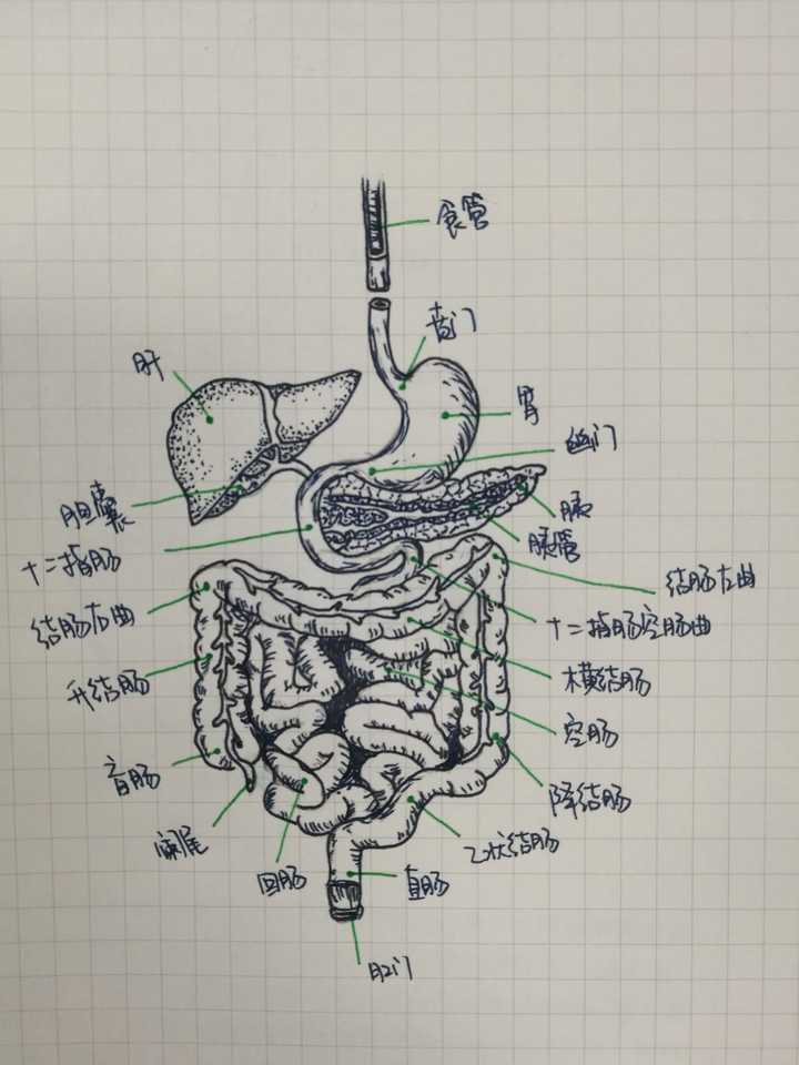 人体八大系统简笔画图片