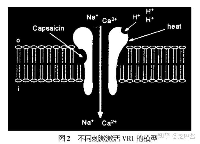 吃辣后胃有灼热感 胃烧灼吃什么立马缓解 吃辣后胃疼怎么缓解