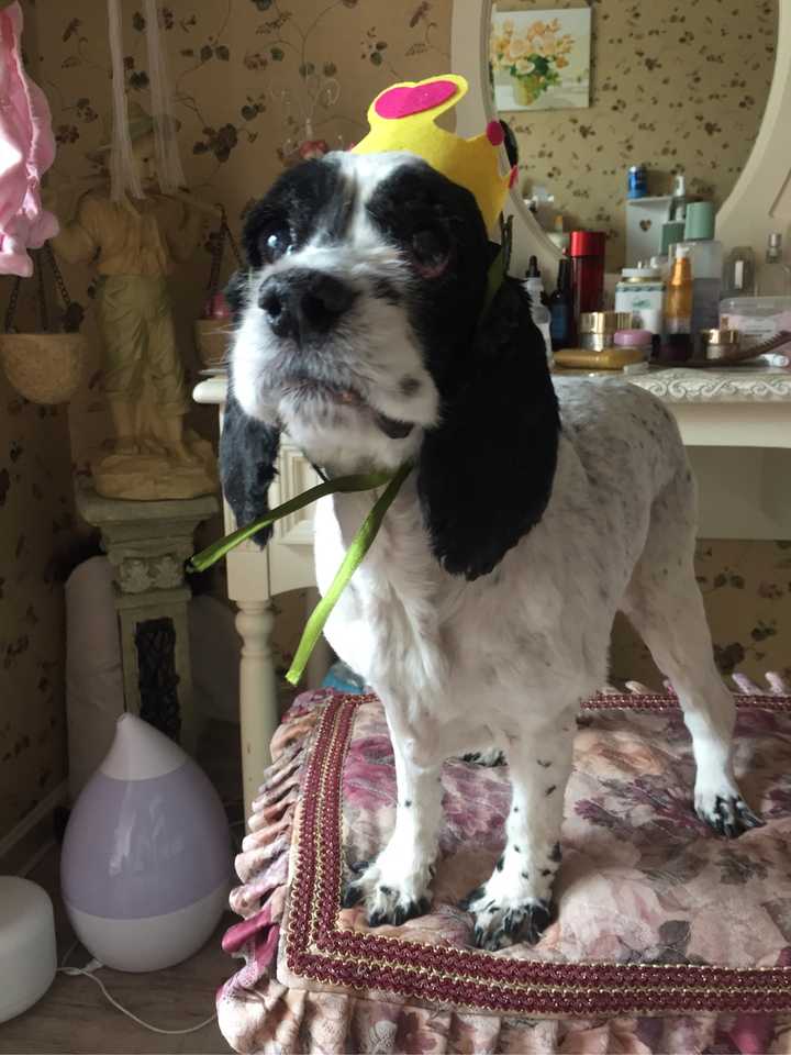 养可卡犬是一种怎样的体验 知乎 养可卡犬是一种怎样的体验 知乎