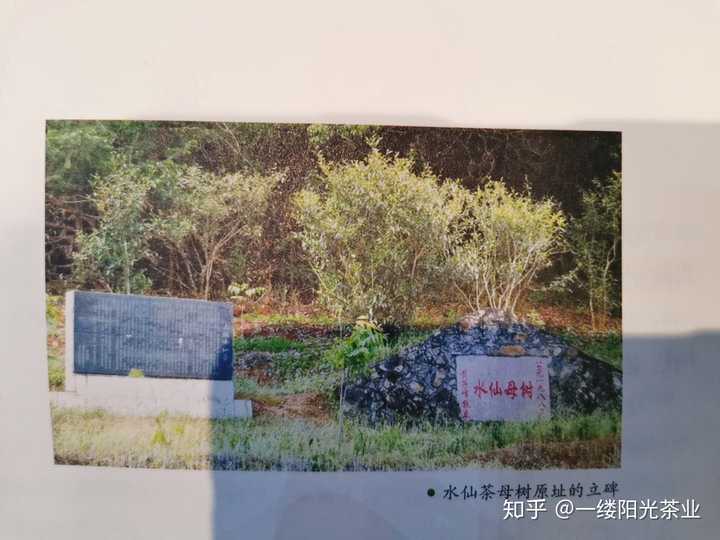 白茶里的大白 小白 水仙白具体是指什么 知乎 白茶里的大白 小白 水仙白具体是指什么 知乎