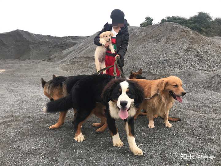 家里养狗旁边住着老人怎么办?