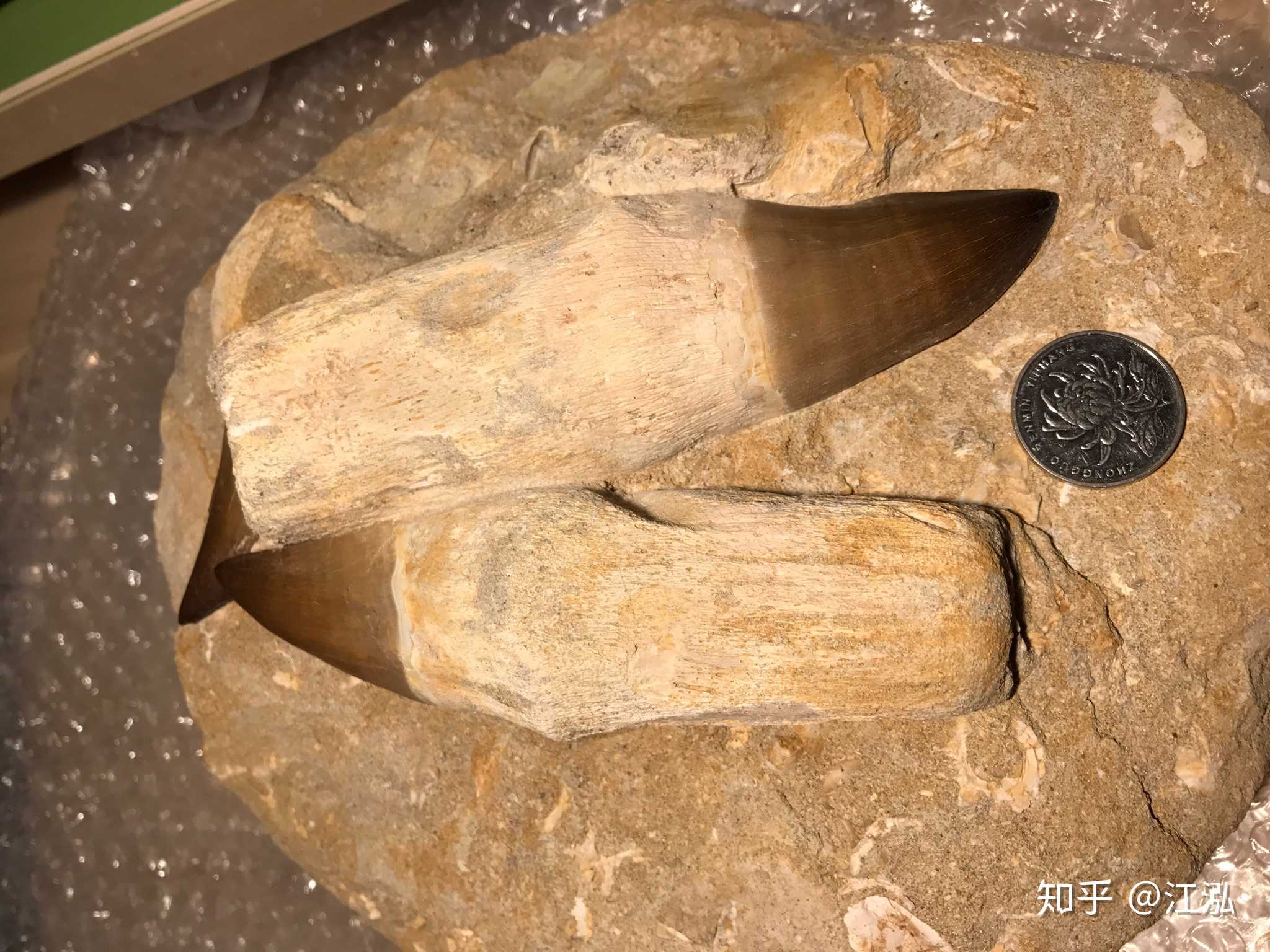 江泓 的想法: #化石# 超赞的沧龙牙齿化石,连牙带根,… - 知乎