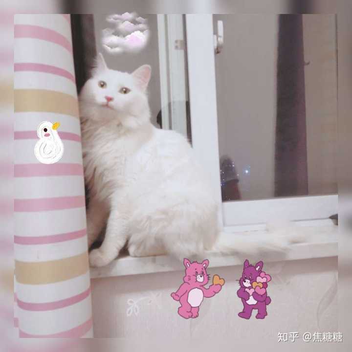 猫不听话 我打猫 女朋友要和我分手 谁对谁错 知乎