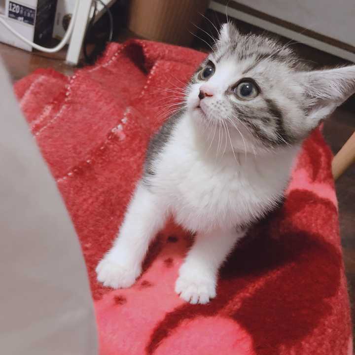 养猫要做好什么准备 包括哪些心理准备 知乎 养猫要做好什么准备 包括哪些心理准备 知乎