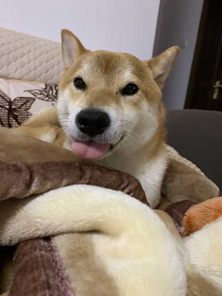 一岁的柴犬还是长得像狐狸 是不是被骗了 知乎 一岁的柴犬还是长得像狐狸 是不是被骗了 知乎