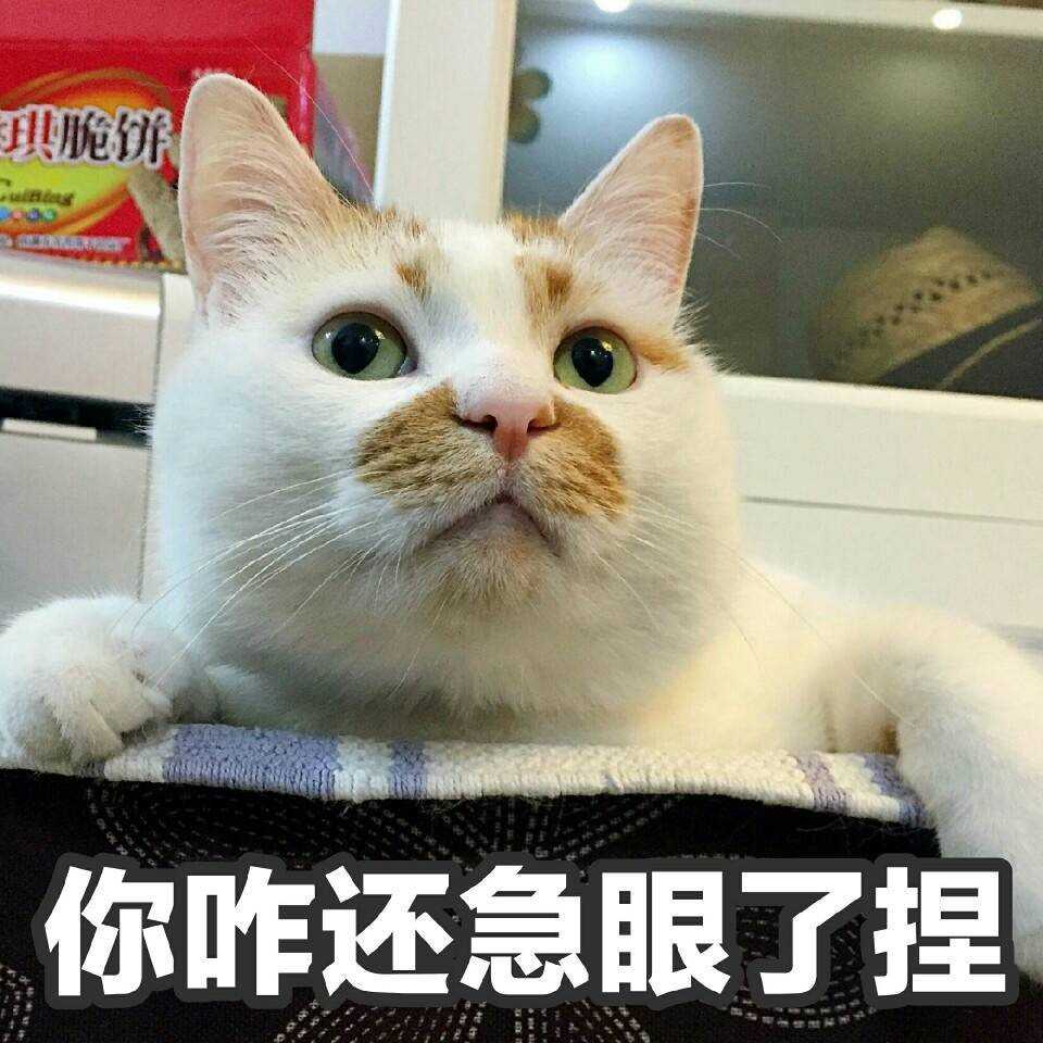 一只狗疑惑一个人笑猜成语_一个人背影一只狗图片(3)