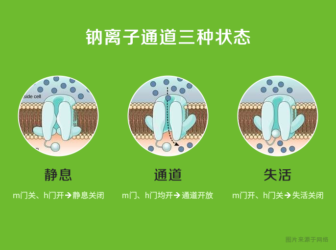 如何区分钾离子通道和钠离子通道? - 知乎