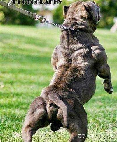 小狗会锻炼出肌肉吗?