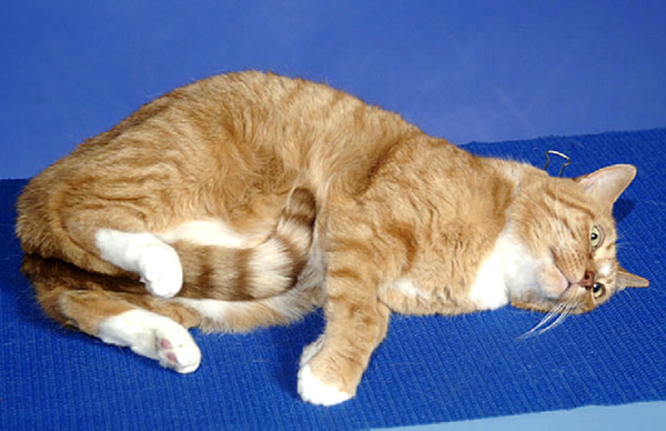 捏住老虎的后颈肉，它会像猫咪一样乖巧顺从吗？