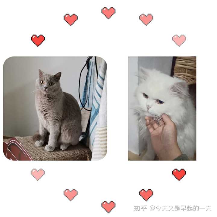 坐标上海 如何领养一只小猫或者有哪些买猫的途经 知乎 坐标上海 如何领养一只小猫或者有哪些买猫的途经 知乎