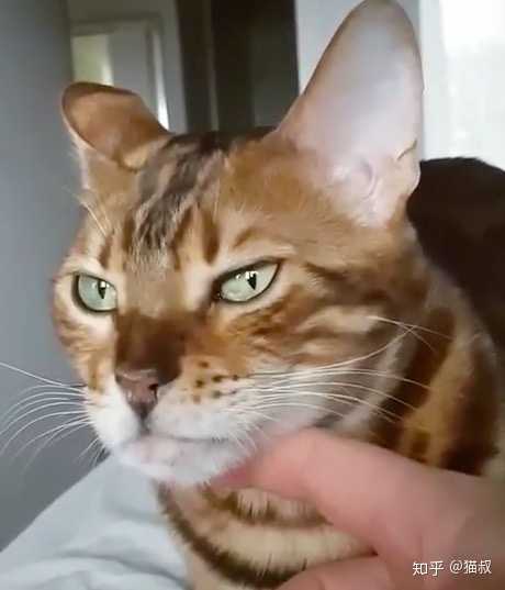 最受欢迎的宠物猫种类有哪些 知乎 最受欢迎的宠物猫种类有哪些 知乎