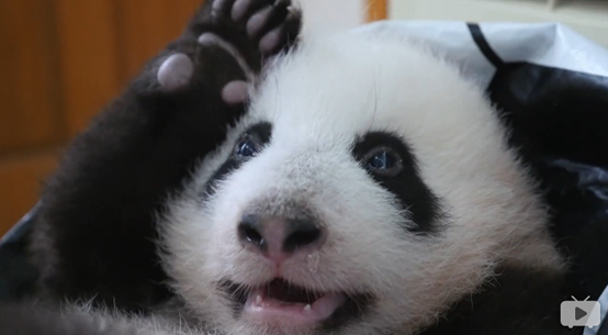 你有哪些收藏来反复看的大熊猫 (giant panda) 的图片?