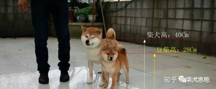 豆柴犬和柴犬的区别有哪些 豆柴犬和柴犬区别 桃丽网