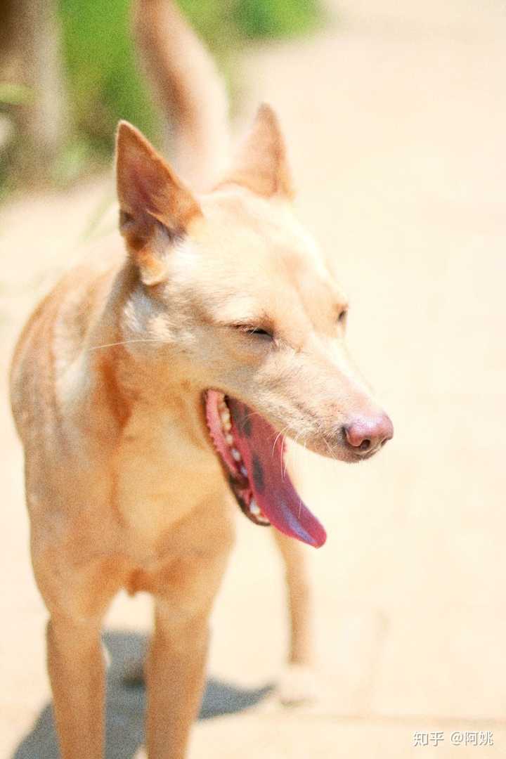 中华田园犬的颜值可以多高?