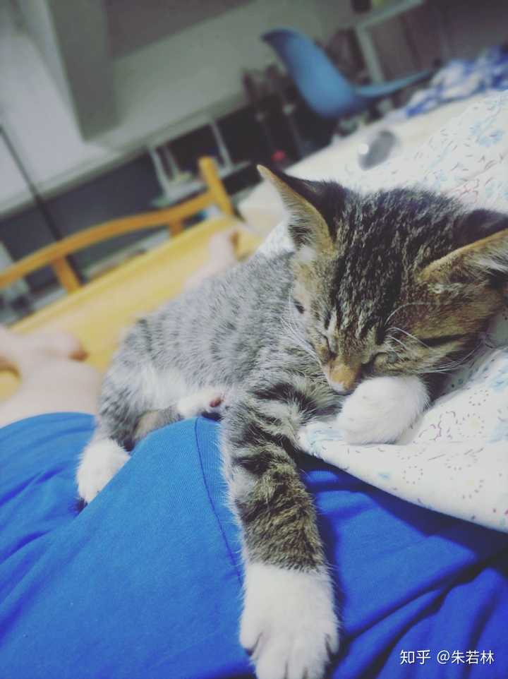 我家猫是什么品种 毛色是怎么回事 知乎