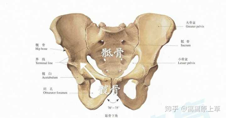 骨盆，髋骨，髂骨 有什么不一样？