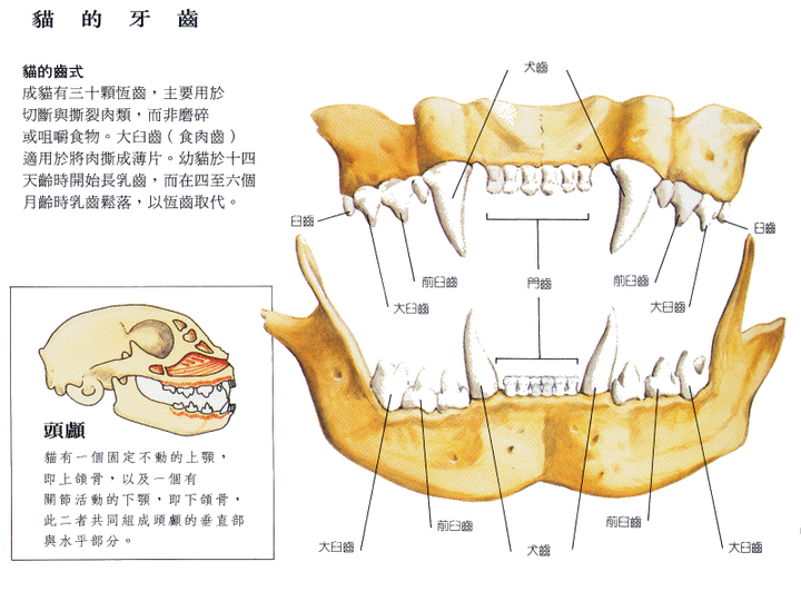 猫牙齿的构造图