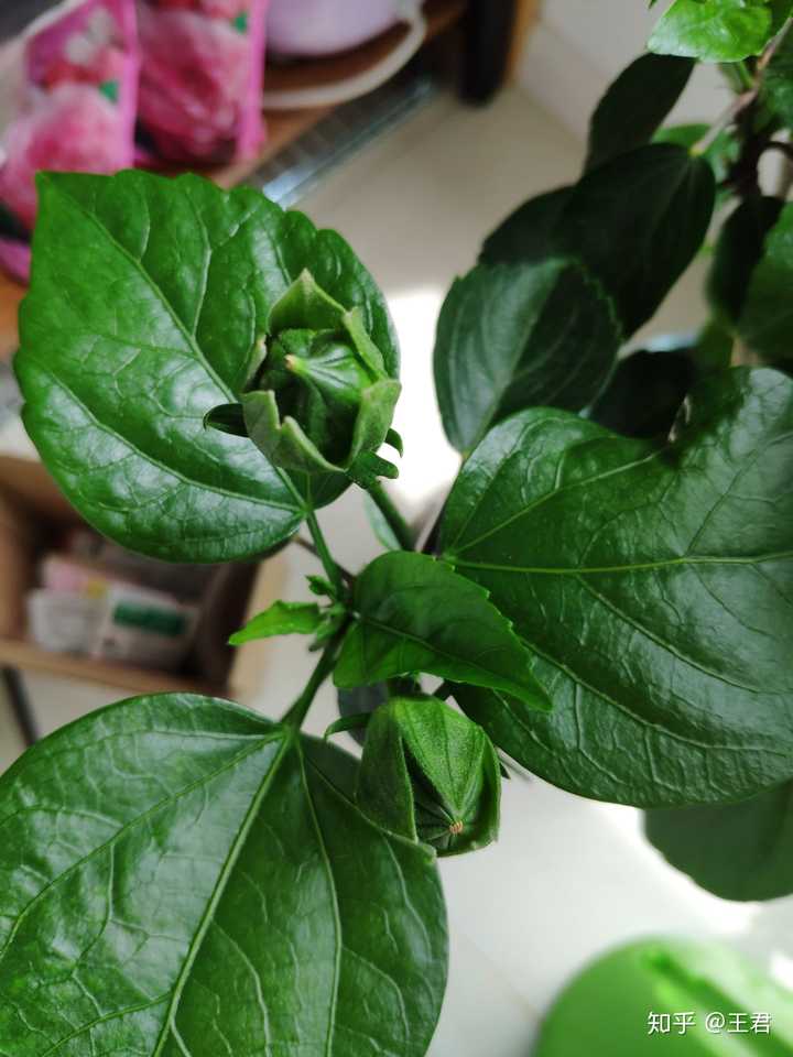 木槿花长了两种花苞,有一种一直不开花?