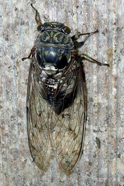 鸣鸣蝉在我们这里叫"无忧哇",因为它的叫声就这样,背上会有一点白色