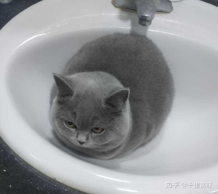你家猫喜欢睡在洗手池吗 知乎