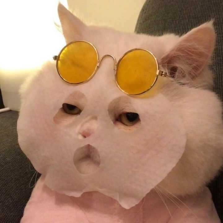 有没有可爱点的猫咪头像?