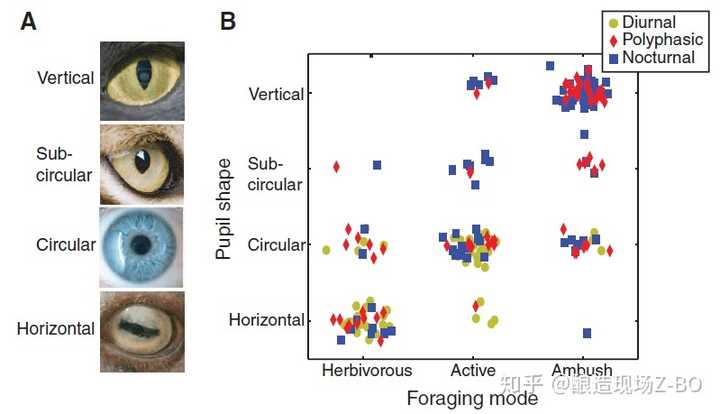 羊的瞳孔为什么是长方形的 知乎