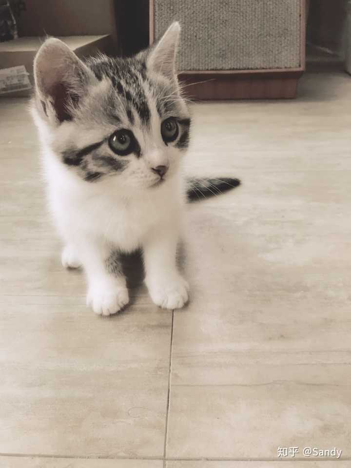养了一只尿床的猫 我快抑郁了 怎么办 知乎 养了一只尿床的猫 我快抑郁了 怎么办 知乎