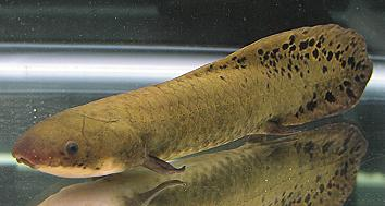 硬骨鱼纲,肉鳍亚纲,此纲下有三个目.